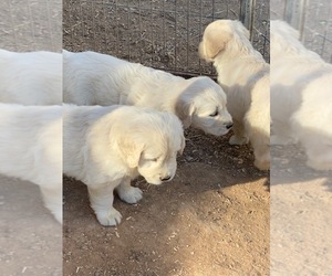 English Cream Golden Retriever Puppy for sale in SCOTTSDALE, AZ, USA