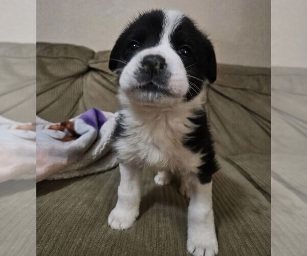 Medium Photo #4 Great Pyrenees-Unknown Mix Puppy For Sale in OKLAHOMA CITY, OK, USA