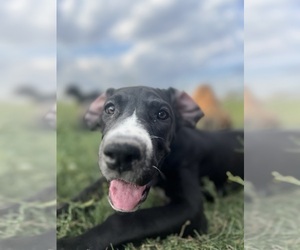 Great Dane Puppy for sale in AMARILLO, TX, USA