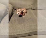 Small Photo #7 Morkie Puppy For Sale in LOS LUNAS, NM, USA