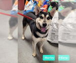 Small #1 Huskies  Mix