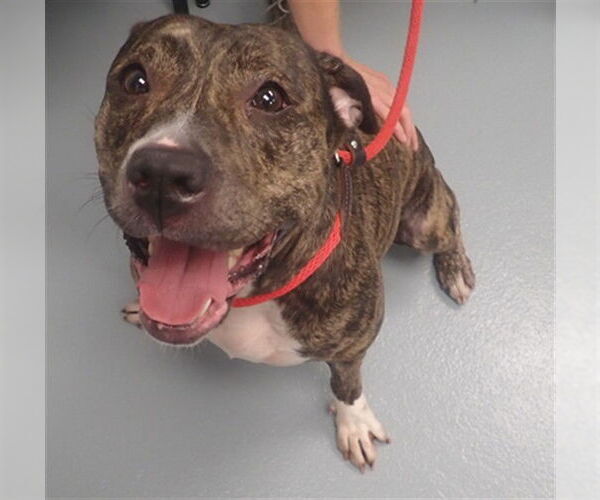 Medium Photo #2 American Pit Bull Terrier Puppy For Sale in St. Cloud, FL, USA