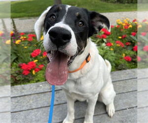 Labrador Retriever Dogs for adoption in Anchorage, AK, USA