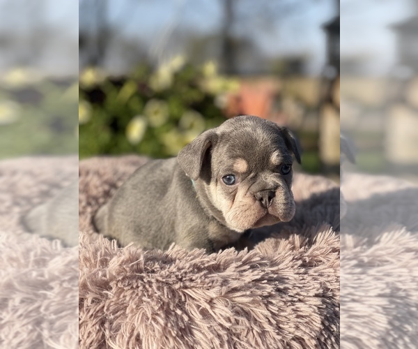 Medium Photo #3 French Bulldog Puppy For Sale in RICHLAND, IA, USA