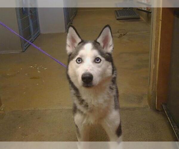 Medium Photo #1 Siberian Husky Puppy For Sale in Sacramento, CA, USA
