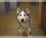 Small Siberian Husky