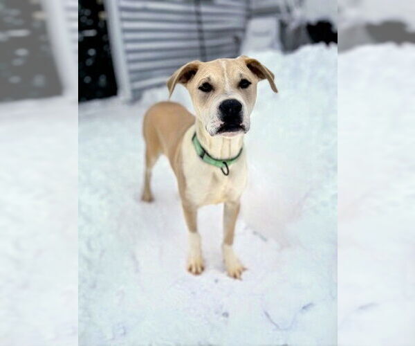 Medium Photo #4 Mutt Puppy For Sale in Rockaway, NJ, USA