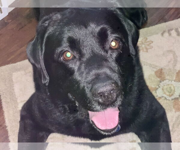 Medium Photo #4 Labrador Retriever Puppy For Sale in Warrington, PA, USA