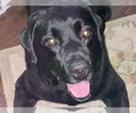 Small #3 Labrador Retriever