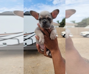 French Bulldog Puppy for Sale in RIVERBANK, California USA