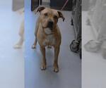 Small #1 American Pit Bull Terrier Mix