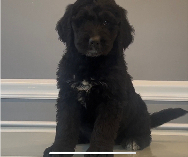 Medium Photo #30 Bernedoodle-Labradoodle Mix Puppy For Sale in MILFORD, NJ, USA