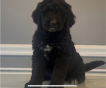 Small Photo #30 Bernedoodle-Labradoodle Mix Puppy For Sale in MILFORD, NJ, USA