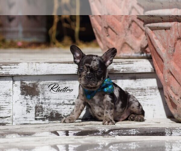 Medium Photo #3 French Bulldog Puppy For Sale in VALLEY SPGS, CA, USA
