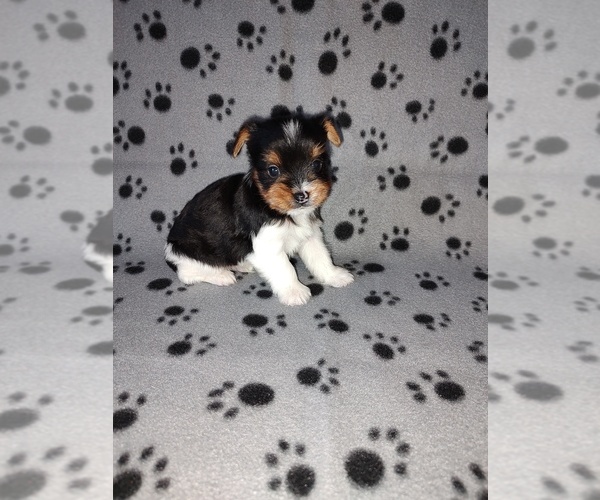 Medium Photo #6 Biewer Yorkie Puppy For Sale in LAPEER, MI, USA