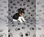 Small #5 Biewer Yorkie
