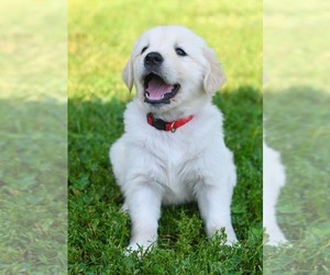 Golden Retriever Puppy for sale in OTTUMWA, IA, USA