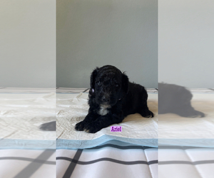 Poodle (Standard) Puppy for sale in EXETER, CA, USA