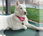 Small Siberian Husky