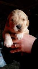Golden Retriever Puppy for sale in PORTLAND, IN, USA
