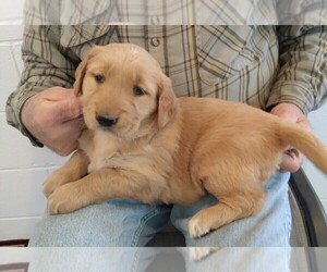 Golden Retriever Puppy for sale in APPLE CREEK, OH, USA