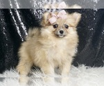 Small #3 Pomeranian
