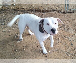 Bullypit Dogs for adoption in Techny, IL, USA