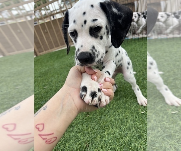 Medium Photo #3 Dalmatian Puppy For Sale in LA PUENTE, CA, USA