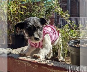 GoGo - Female Mutt Dog for Adoption - Photo #10