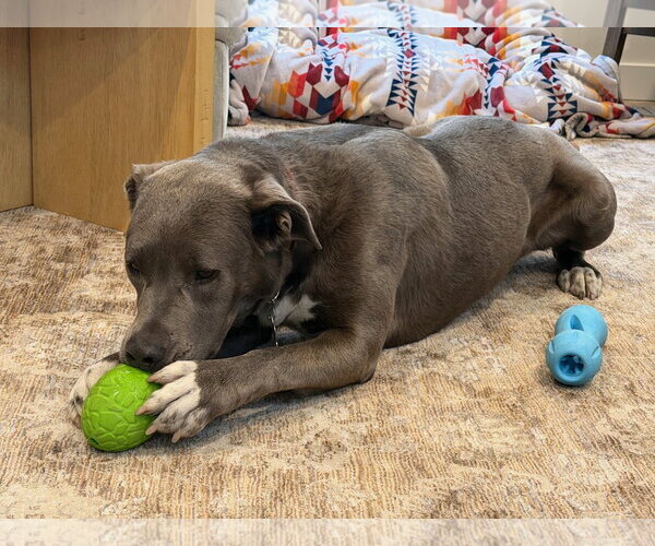 Medium Photo #12 Labrador Retriever-Unknown Mix Puppy For Sale in Sandy, UT, USA
