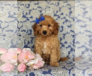 Goldendoodle (Miniature) Puppy for sale in KIRKWOOD, PA, USA