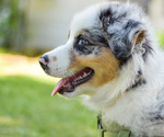 Small Photo #4 Australian Shepherd Puppy For Sale in PONTOTOC, MS, USA