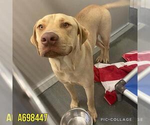 Labrador Retriever Dogs for adoption in San Antonio, TX, USA