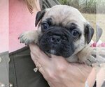 Puppy Rocky Frenchie Pug