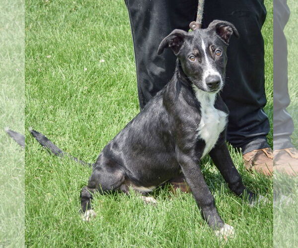 Medium Photo #3 Border Collie-Unknown Mix Puppy For Sale in Huntley, IL, USA