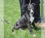 Small #2 Border Collie Mix