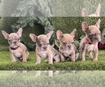 Small Photo #1 French Bulldog Puppy For Sale in FAYETTEVILLE, GA, USA