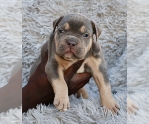 American Bully Puppy for sale in CHAMPAIGN, IL, USA