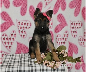 German Shepherd Dog Puppy for sale in MILLERSBURG, OH, USA