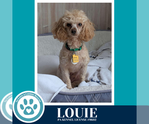 Mutt Dogs for adoption in Kimberton, PA, USA