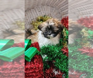 Medium Shih Tzu