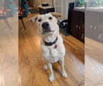Small Labrador Retriever Mix