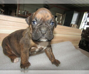 Boxer Puppy for sale in HUDSON, MI, USA