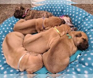 Phu Quoc (Vietnam Island) Ridgeback Puppy for sale in PALMDALE, CA, USA