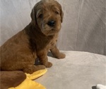 Puppy Cooper Goldendoodle