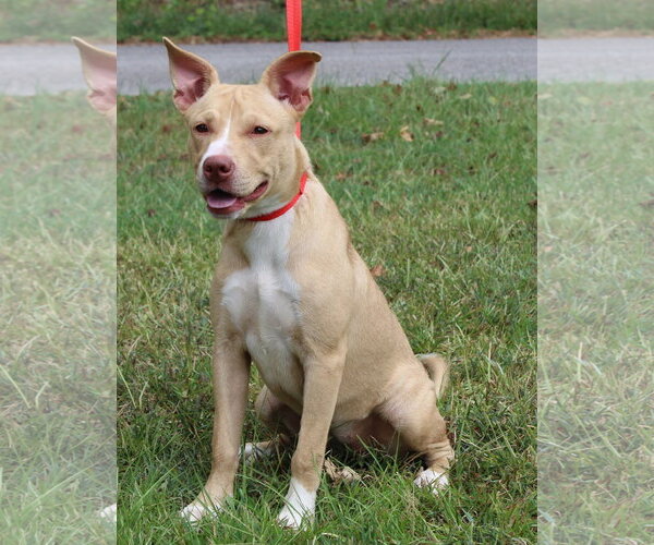 Medium Photo #4 Labrador Retriever-Unknown Mix Puppy For Sale in Prattville, AL, USA