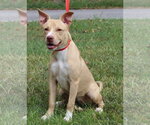 Small #3 Labrador Retriever Mix