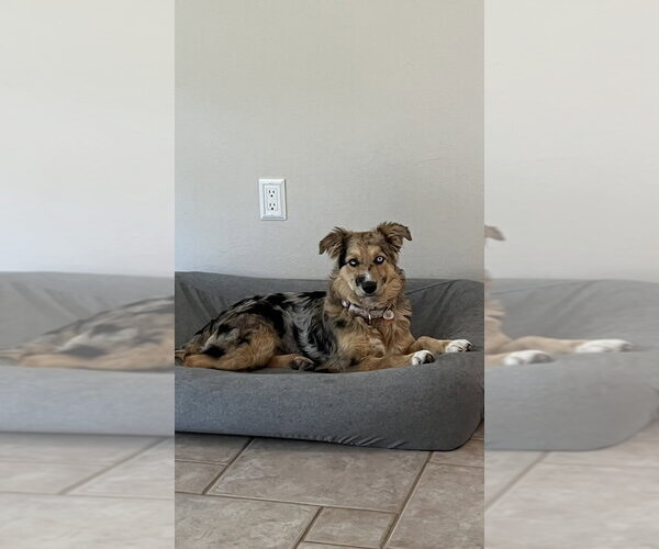 Medium Photo #3 Australian Shepherd Puppy For Sale in Dana Point, CA, USA