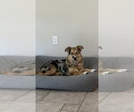 Small Photo #3 Australian Shepherd Puppy For Sale in Dana Point, CA, USA