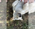 Small #3 Labrador Retriever